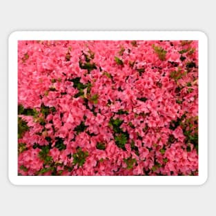 Pretty Little Flowers - Deep Pink Sticker